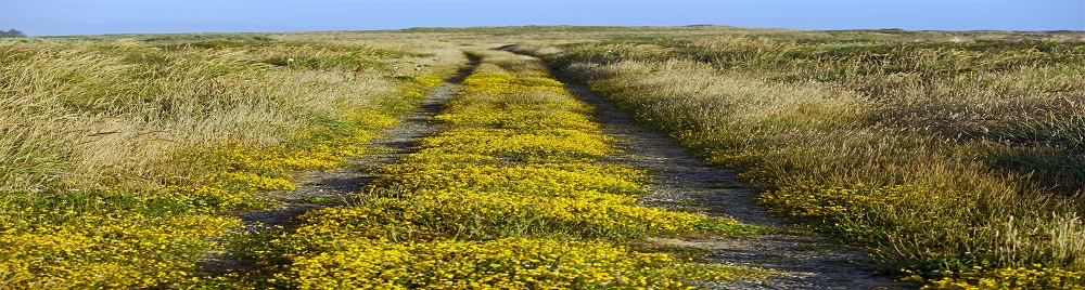 Flowering Country Road
